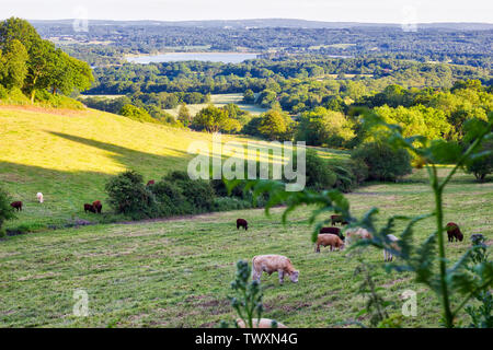 Kühe grasen in der Landschaft im Sommer abends, England Stockfoto