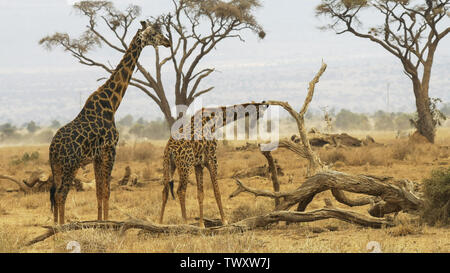 Männliche giraffe steht hinter einer weiblichen Amboseli Stockfoto