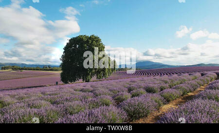 Sommer geschossen von einem Feld von lavendelblüten und eine alte Eiche in Tasmanien