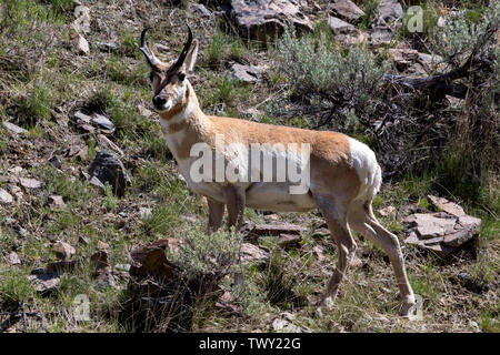 North American pronghorn (Antilocapra americana) im Yellowstone National Park. Gabelböcke sind eine Art von besonderem Interesse im Park und zählt im 20. Stockfoto
