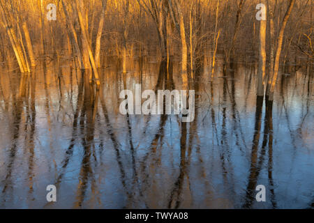 Feder Überschwemmungen entlang Aue der St. Croix River, Frühling, MN, USA, von Dominique Braud/Dembinsky Foto Assoc Stockfoto