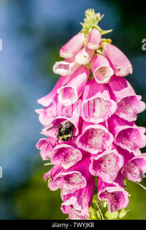 Fingerhut (Digitalis purpurea) close-up mit Gelb-faced Hummel (Bombus vosnesenskii) auf Vashon Island, Washington, USA Stockfoto