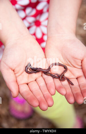 Regenwürmer in den Händen ein zehn Jahre altes Mädchen gehalten wird. Stockfoto