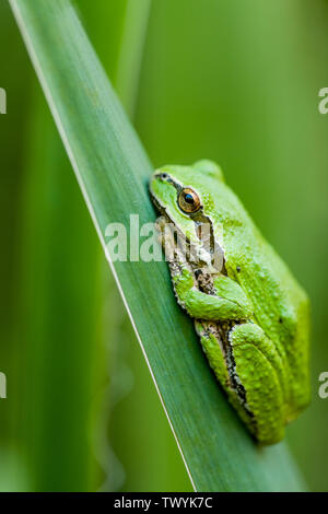 Issaquah, Washington, USA. Pacific Tree Frog auf eine Iris Wedel. Seine Haut ist rau mit einem schwarzen Streifen durch das Auge und es hs Große toe Pads. Es ist Stockfoto