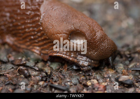 Issaquah, Washington, USA. Europäische Rote oder Schokolade Arion (Arion rufus) Slug auf Zement Terrasse. Die pneumostome (oder Atembeschwerden Pore) ist eine Funktion (die Stockfoto