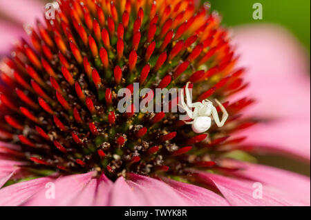 Issaquah, Washington, USA. Coneflower Magnus (Echinacea purpurea) mit einem weißen Crab Spider oder weiße Blume Spinne (thomisus Californica) auf ihn. Diese Stockfoto