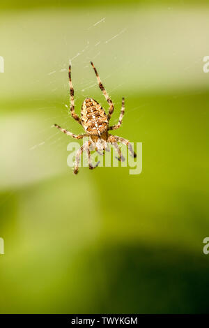 Issaquah, Washington, USA. Cross spider (Araneus diadematus) auf seiner Website in einem Garten. Stockfoto