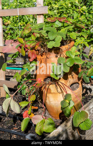 Issaquah, Washington, USA. Erdbeeren wachsen in einem terracotta Ton Erdbeere pot. Stockfoto