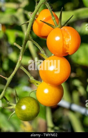 Issaquah, Washington, USA. Reif Sungold Cherry Tomaten mit einem Split in die Seite ein. Stockfoto