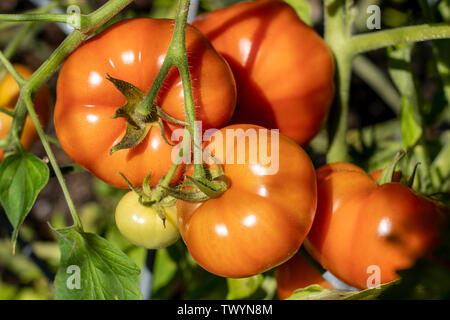 Issaquah, Washington, USA. Bush Early Girl Tomatenpflanze. Stockfoto