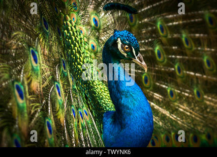 Eine Nahaufnahme von einem schönen skillernden blauen Pfau mit seinen bunten Federn aufgefächert. Stockfoto