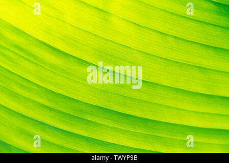 Banana leaf Textur für helle natürliche Hintergrund schließen Stockfoto