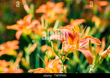 Mehrere Hemerocallis fulva oder orange Daylily blühen im Garten Stockfoto
