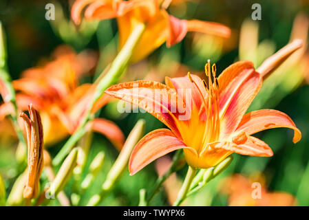 Mehrere Hemerocallis fulva oder orange Daylily blühen im Garten Stockfoto