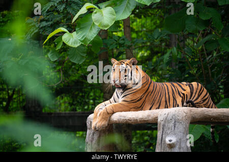 Bengal Tiger liegend unter grünen Bäumen Stockfoto