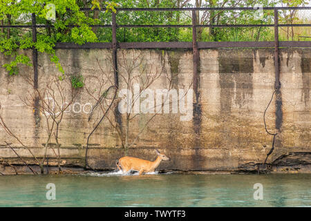 Reh im Wasser auf dem indana Hafen Stockfoto