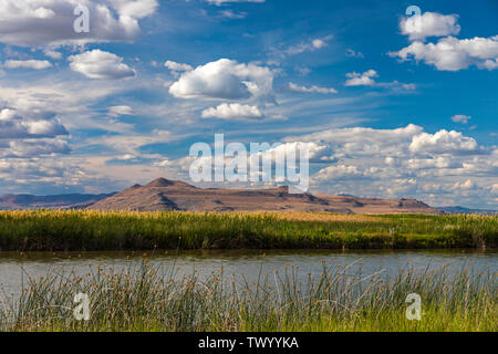 Dies ist ein Blick auf einen herrlichen Sommertag im Bear River Zugvogel Zuflucht in der Nähe von Brigham City, Utah, USA. Stockfoto