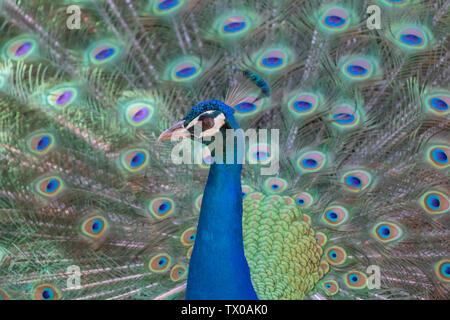 Portrait von Peacock Profil bei Zoo Lagos Algarve Portugal. Dieser Vogel zeigen, gab uns die Chance, einen genaueren Blick auf seine blauen und grünen Gefieder zu haben Stockfoto