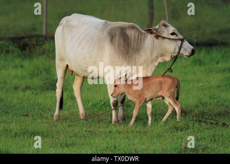 Kuh und Kalb in der Farm Stockfoto