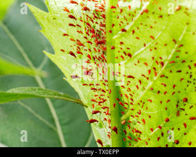 Blattläuse (Uroleucon spp) am Cup Anlage (silphion perfoliatum) Stockfoto