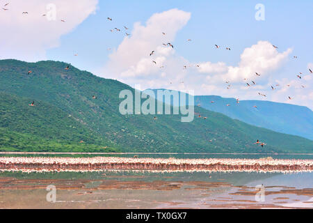 Flamingos, dargestellt in Boglia, Lake Bogoria Stockfoto