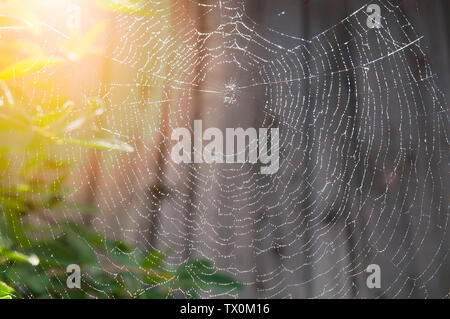 Web mit glänzenden Wassertröpfchen in der orange Strahlen der untergehenden Sonne abgedeckt Stockfoto