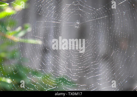 Ein großes Web mit funkelnden Tropfen von Wasser bedeckt Stockfoto