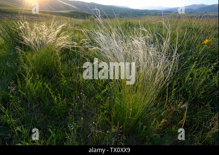 Die Feder Gras in mournig Licht Stockfoto