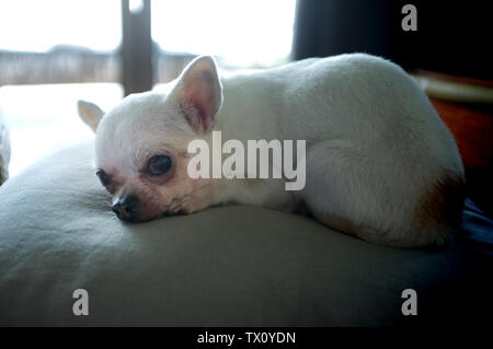 Chihuahua Hund schlafen auf einem Kissen Stockfoto