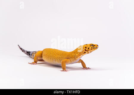 Studios: weißer Hintergrund, Leopard Print Palace Stockfoto