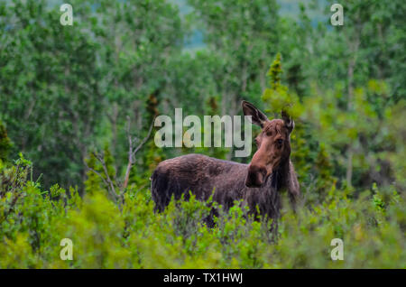 Eine Kuh Elche im Gras im Denali National Park, Alaska, United States Stockfoto