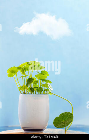 Exquisite Kupfer Geld Gras Topfpflanzen Stockfoto