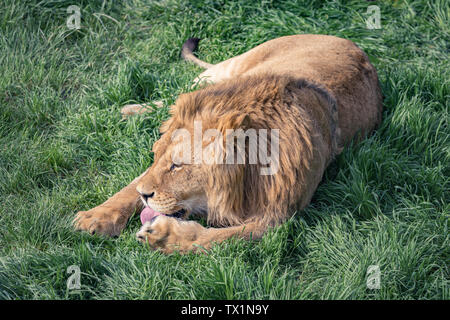 Junge Löwen lecken Paw liegen auf grünem Gras Stockfoto