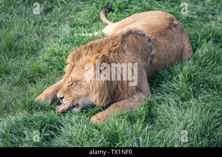 Junger Löwe ist das Essen ein kleines Stück Fleisch liegen auf dem grünen Gras Stockfoto