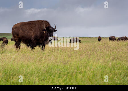 Plains Bisons Büffel grasen auf einer Weide in Saskatchewan, Kanada Stockfoto