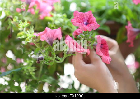 Kinder die Hände halten petunia Blumen im Park Stockfoto