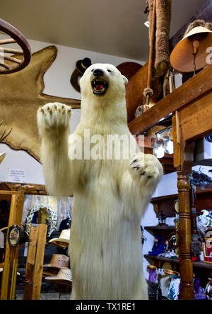 Taxidermy Polar Bear in einem Souvenirshop, Kanab Utah Stockfoto
