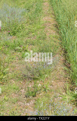 Gemeinsame landwirtschaftliche Kulturpflanzen Unkräuter im Bereich der Hafer. Umfasst Forget-me-Not, Red Campion, ein Medic Arten, Breitblättrigen Dock, ein Willow-Kraut, Scarlet Pimpernel. Stockfoto