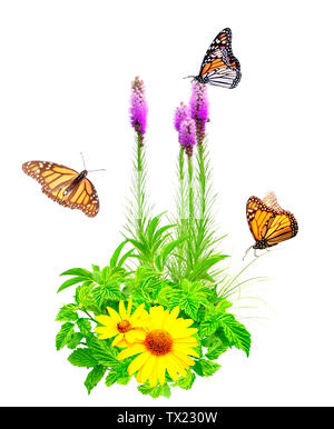 Sommer Blumen, grünen Blätter und Monarchfalter (Danaus plexippus, Nymphalidae). Auf weissem Hintergrund Stockfoto