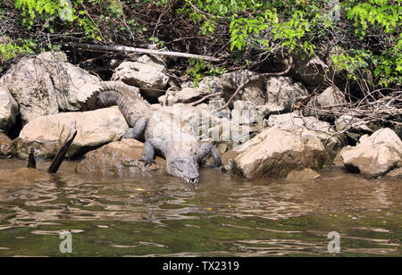 Krokodil nach unten in das Wasser des Flusses (Rio Grijalva Grijalva) in Sumidero Canyon (Cañon del Sumidero) in der Nähe von Tuxtla Gutierrez, Chiapas, Mex Stockfoto