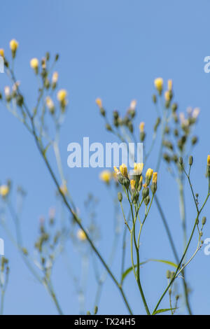 Sterbende gelbe Blumen/Nipplewort Lapsana communis. Die jungen Blätter können gegessen werden als überleben Essen gekocht.
