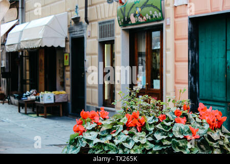 Rapallo, Italien - 03 27 2013: Blumen im Topf. Blick auf die Straßen von Rapallo. Stockfoto