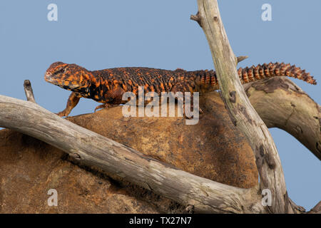 Sahara stacheligen Tailed Eidechse (Dornschwanzagamen Geyri) Stockfoto