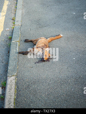 Tot Fuchs zerrissen von einem anderen Fox Stockfoto