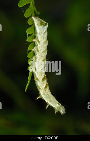 Dot Motte Caterpillar (Melanchra persicariae) auf einem bracken Wedel in South Wales, Großbritannien Stockfoto