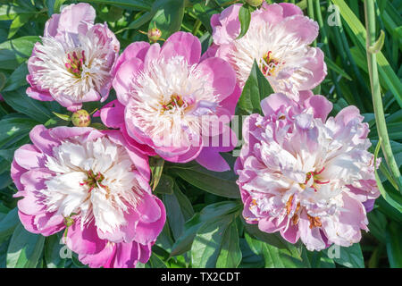 Rosa Pfingstrose Schüssel von Schönheit, Paeonia lactiflora Stockfoto