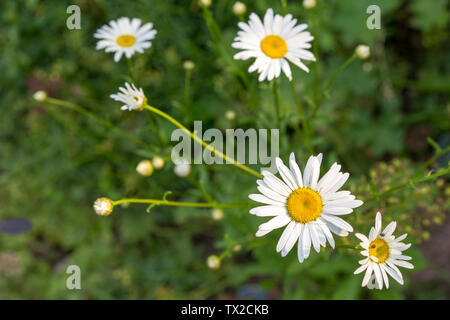 Grasgrün und Kamillen in der Natur Stockfoto