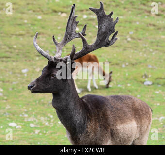 Single Hirsch Reh stehend im Feld Stockfoto