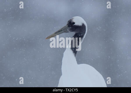 Rot-gekrönten Kranich (Grus japonensis) Kopf in fallenden Schnee auf der Insel Hokkaido, Japan Stockfoto