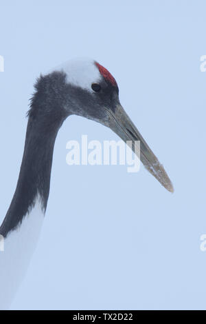 Rot-gekrönten Kranich (Grus japonensis) Kopf gegen einen Verschneiten Hintergrund auf der Insel Hokkaido, Japan Stockfoto